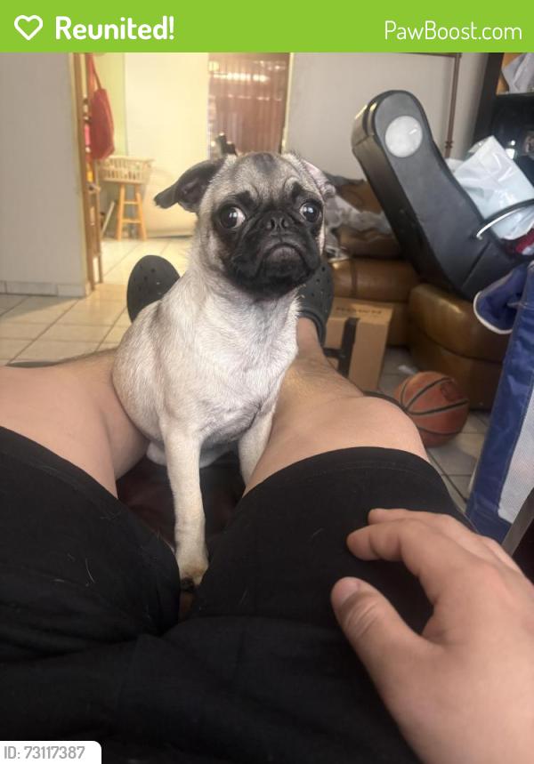 Reunited Female Dog last seen Near N 35th dr, Phoenix, AZ 85019