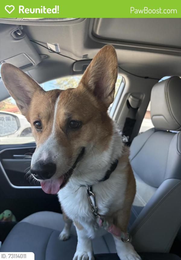 Reunited Male Dog last seen McLeod and hacienda, Paradise, NV 89120