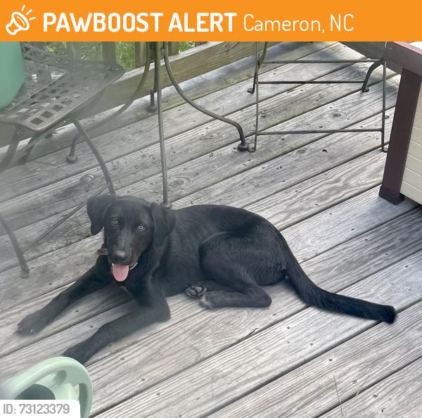 Found/Stray Female Dog last seen Bass Rd off of 24/27 and US-1, Cameron, NC 28326