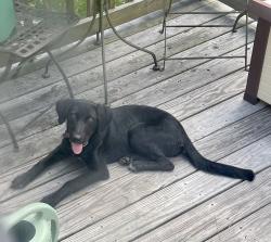 Found/Stray Female Dog last seen Bass Rd off of 24/27 and US-1, Cameron, NC 28326