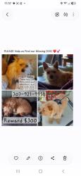 Reunited Female Dog last seen Stony point, Santa Rosa, CA 95407