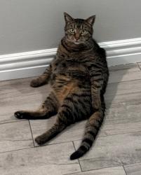 Reunited Male Cat last seen Carinthia Dr. and Brookmeade Dr., Whittier, Whittier, CA 90601