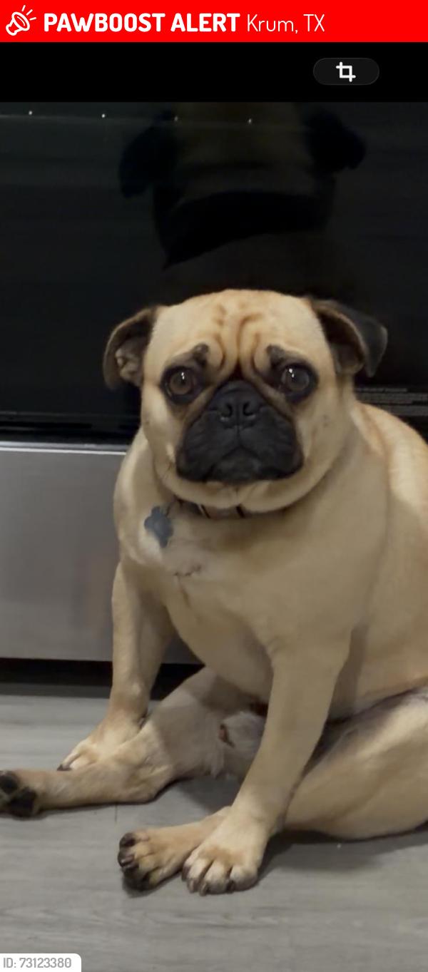 Lost Male Dog last seen Spring Shower and 380 in Krum, Krum, TX 76249