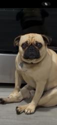 Lost Male Dog last seen Spring Shower and 380 in Krum, Krum, TX 76249