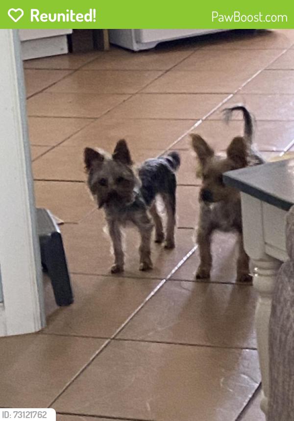 Reunited Male Dog last seen Gun Club Rd SW, Albuquerque, NM, USA, Albuquerque, NM 87105