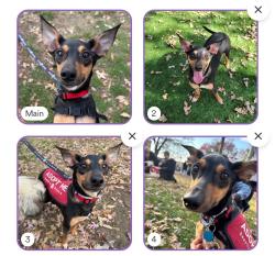 Reunited Female Dog last seen Near Carleton St, Berkeley, CA 94704, USA, Berkeley, CA 94704