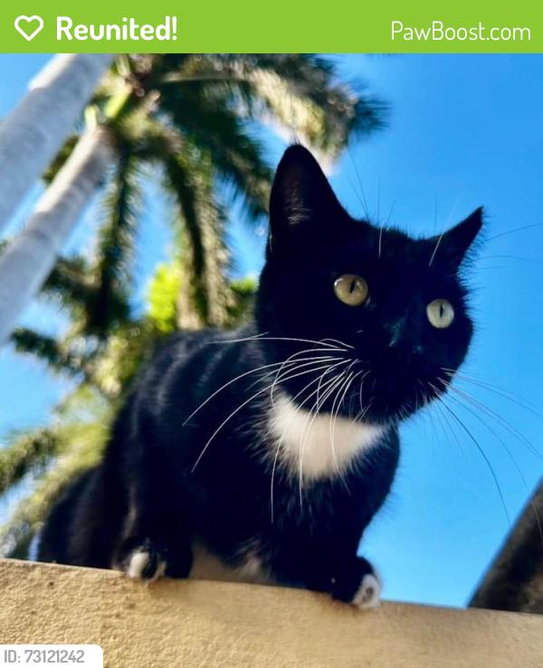 Reunited Male Cat last seen 10th and Pennsylvania Ave, Miami Beach, FL 33139
