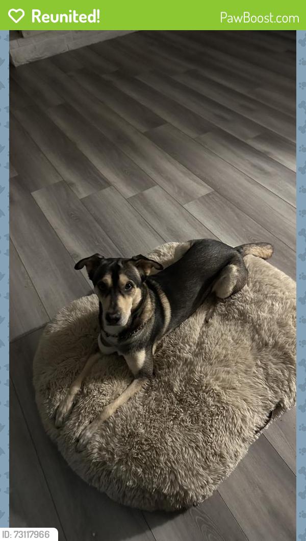 Reunited Male Dog last seen Bass pro shop, Tacoma, WA 98408