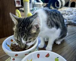 Reunited Female Cat last seen Calgarth Drive off Langley Lane, Middleton, England M24 5PT