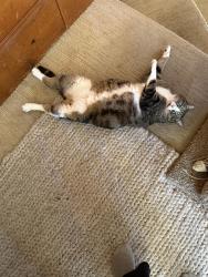 Reunited Female Cat last seen Conrad Street and Arbor Street, San Francisco, CA, San Francisco, CA 94131