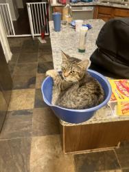 Lost Male Cat last seen Custer and whetstone, Corinth, TX 76210