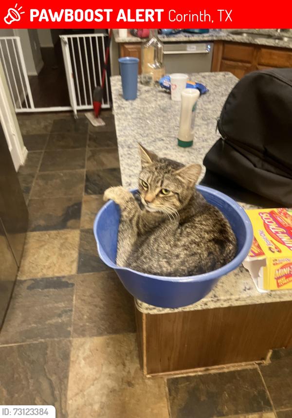 Lost Male Cat last seen Custer and whetstone, Corinth, TX 76210