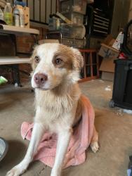 Found/Stray Male Dog last seen Brewton/Freys, Spartanburg, SC 29301