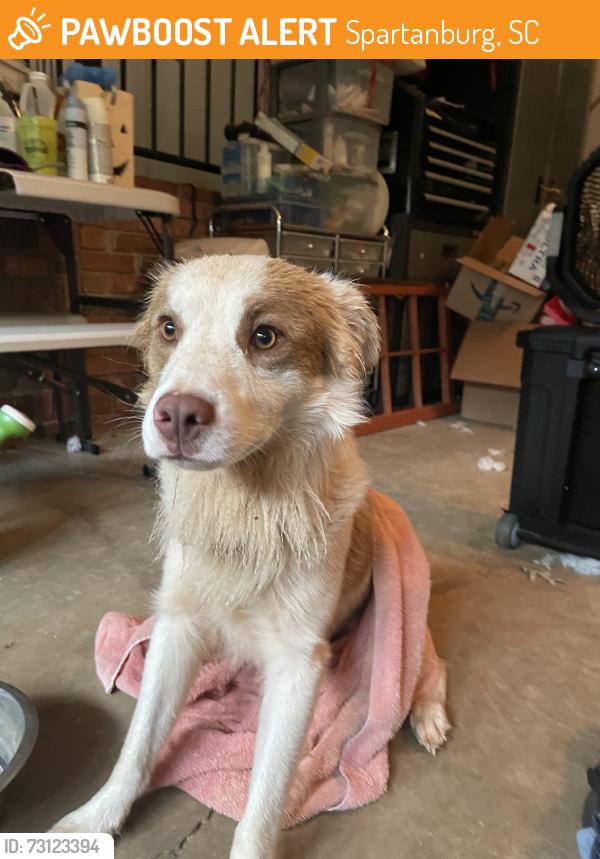 Found/Stray Male Dog last seen Brewton/Freys, Spartanburg, SC 29301