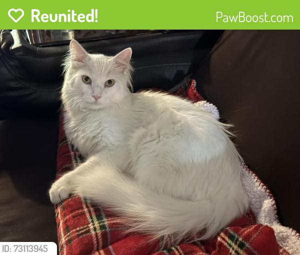 Reunited Male Cat last seen Cortland Street near Elizabeth Ave, Fayetteville, AR 72703