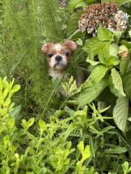 Reunited Unknown Dog last seen Mayo Elementary School, Cowpens, SC 29330