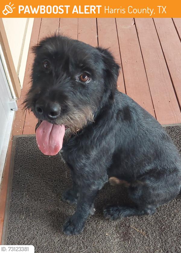 Found/Stray Male Dog last seen Kleb Woods Nature Preserve, Harris County, TX 77377
