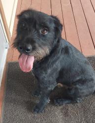 Found/Stray Male Dog last seen Kleb Woods Nature Preserve, Harris County, TX 77377