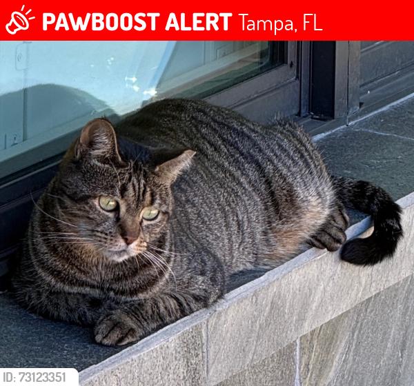 Lost Male Cat last seen Near MLK Bridge over Hillsborough River, Tampa, FL 33607