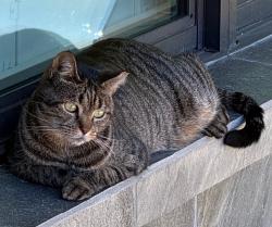Lost Male Cat last seen Near MLK Bridge over Hillsborough River, Tampa, FL 33607