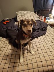 Found/Stray Female Dog last seen Nw 14th ave, Chiefland, FL 32626