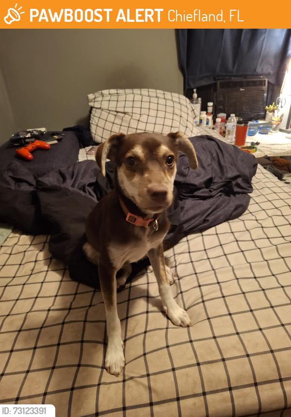 Found/Stray Female Dog last seen Nw 14th ave, Chiefland, FL 32626