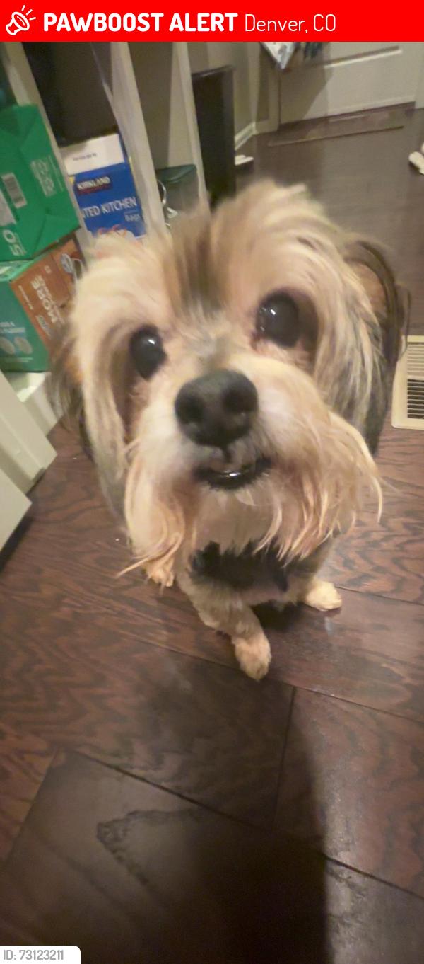 Lost Male Dog last seen Granada road Denver colorado, Denver, CO 80221