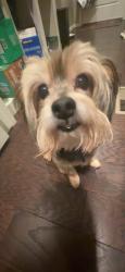 Lost Male Dog last seen Granada road Denver colorado, Denver, CO 80221