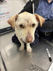 Shelter Stray Male Dog last seen , 11361 W Pico Blvd, Los Angeles, CA 90064, USA