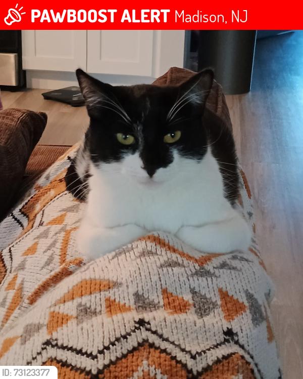Lost Female Cat last seen Cook ave, Ridgedale Ave, Central Ave, Madison, NJ 07940