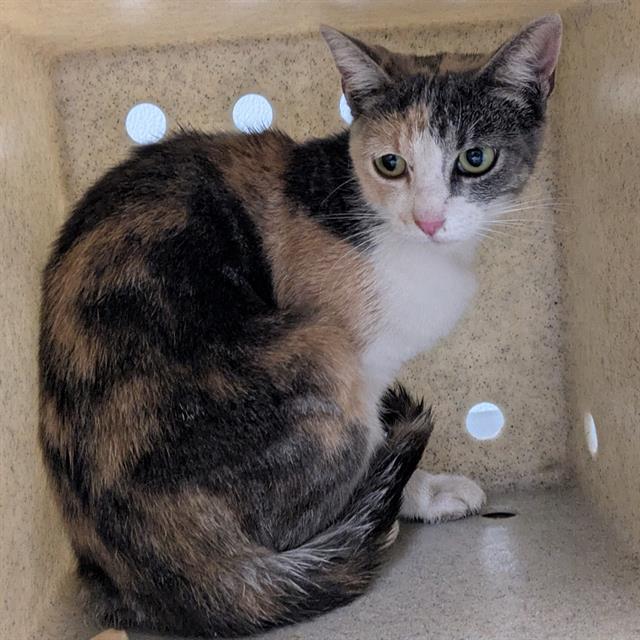 Shelter Stray Female Cat last seen , 600 Aviation Dr, Camarillo, CA 93010, USA