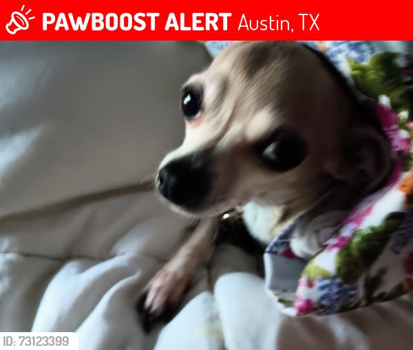Lost Female Dog last seen Cumberland & 25th, Austin, TX 78704