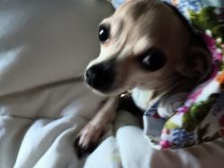 Lost Female Dog last seen Cumberland & 25th, Austin, TX 78704