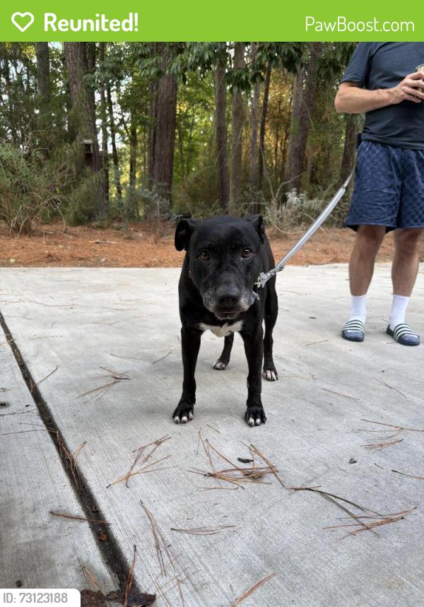 Reunited Female Dog last seen Old Greensboro and Salem ln, Chapel Hill, NC 27516