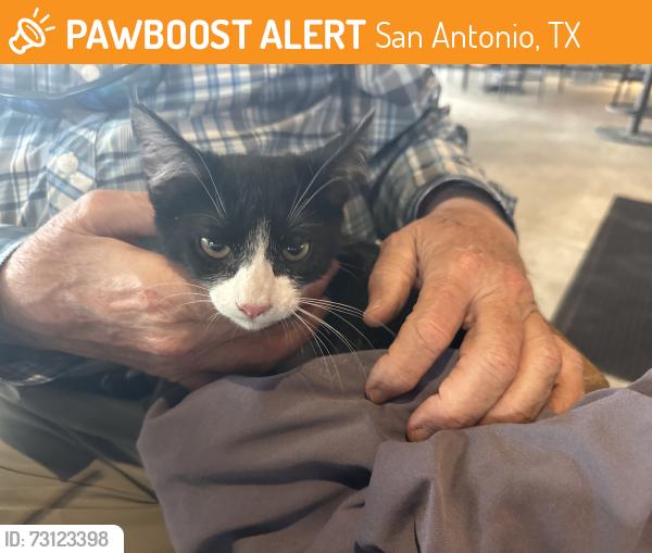 Found/Stray Unknown Cat last seen Broadway, San Antonio, TX 78213