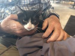 Found/Stray Unknown Cat last seen Broadway, San Antonio, TX 78213