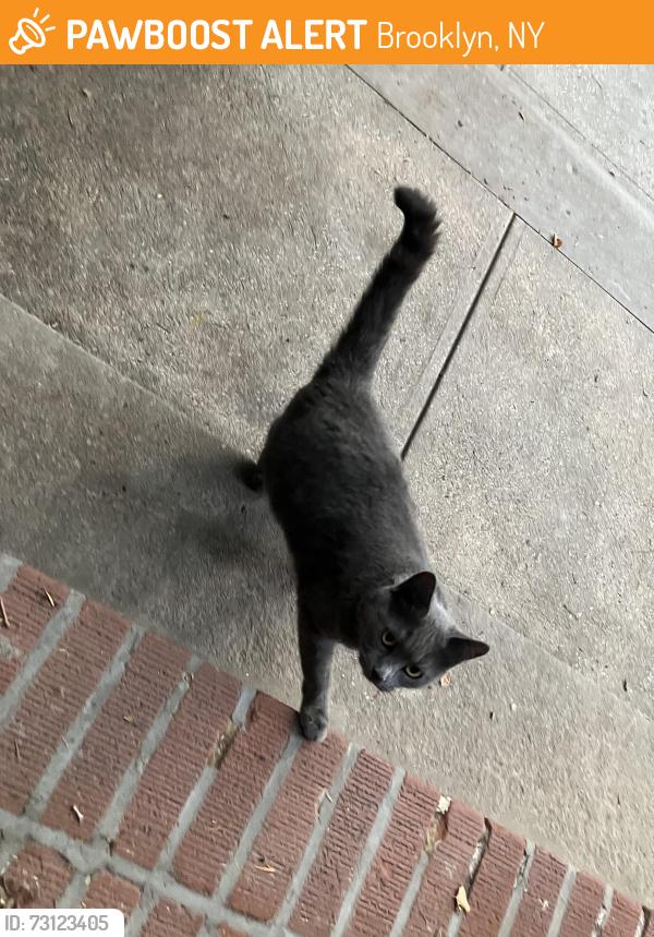 Found/Stray Unknown Cat last seen Gelston ave and 90th, Brooklyn, NY 11209