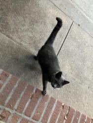 Found/Stray Unknown Cat last seen Gelston ave and 90th, Brooklyn, NY 11209