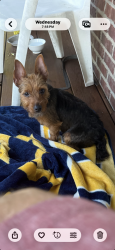 Found/Stray Female Dog last seen Alum Creek/Southridge, South Charleston, WV 25303