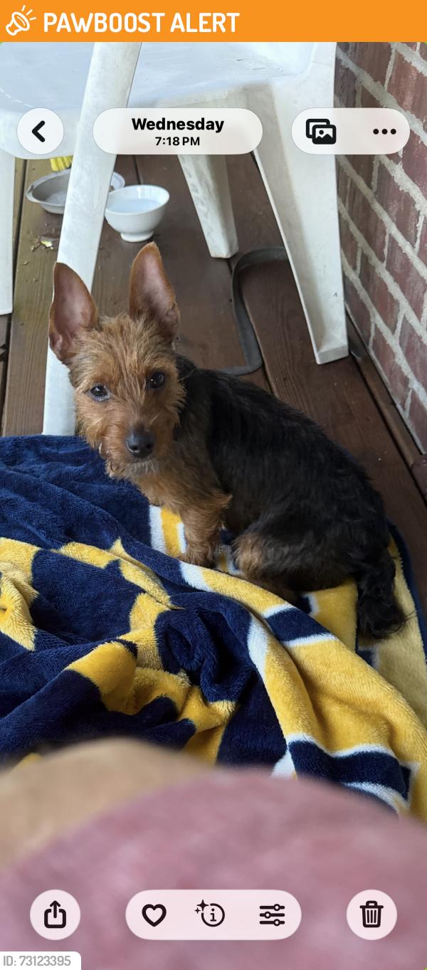 Found/Stray Female Dog last seen Alum Creek/Southridge, South Charleston, WV 25303