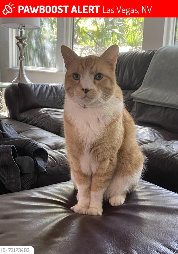 Lost Male Cat last seen Country Rose Subdivision, Las Vegas, NV 89134