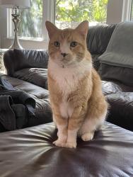 Lost Male Cat last seen Country Rose Subdivision, Las Vegas, NV 89134