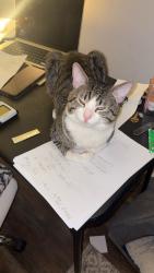 Reunited Male Cat last seen 6th street grant ave Novato CA near bank of America, Novato, CA 94945