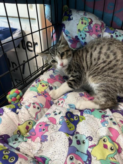 Shelter Stray Male Cat last seen , 14409 Vanowen St, Van Nuys, CA 91405, USA
