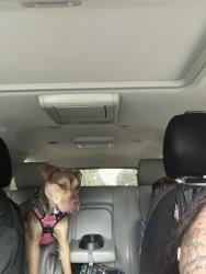 Reunited Male Dog last seen Leiden lane midlothian, va 23112, Midlothian, VA 23112