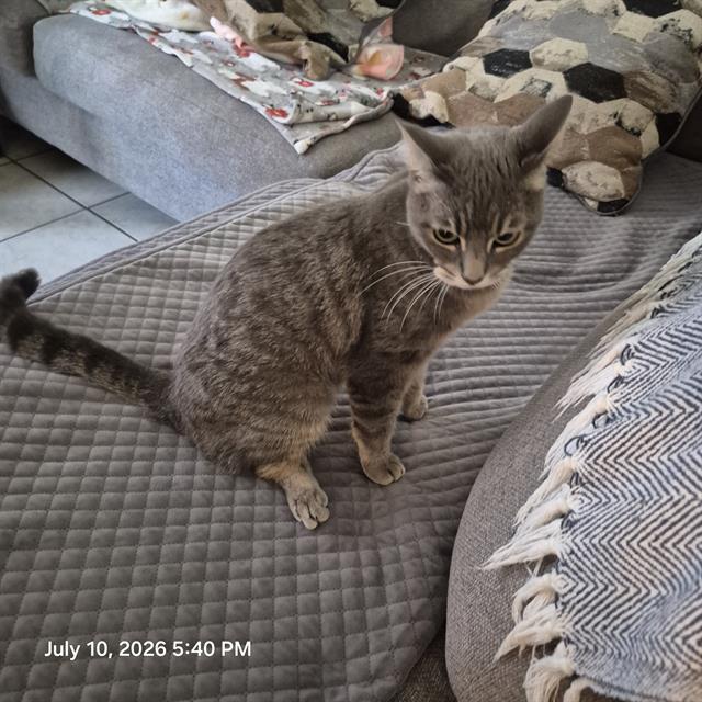 Shelter Stray Male Cat last seen Near BLOCK MARBACH, 4710 TX-151, San Antonio, TX 78227, USA