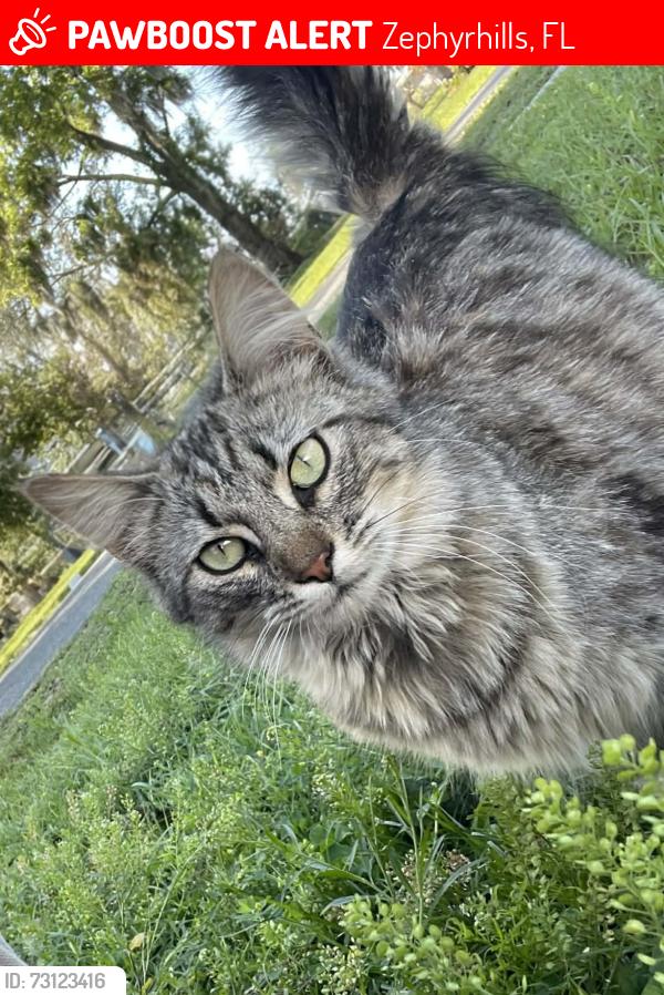 Lost Male Cat last seen 23rd st zephyrhills, Zephyrhills, FL 33542