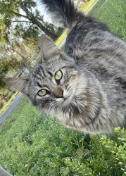 Lost Male Cat last seen 23rd st zephyrhills, Zephyrhills, FL 33542