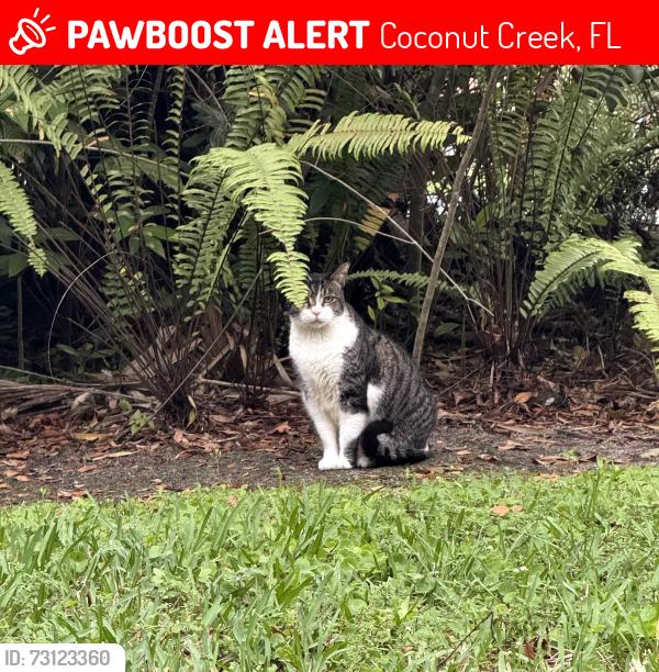 Lost Male Cat last seen Sabal Pines Park Coconut Creek FL, Coconut Creek, FL 33073