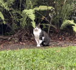 Lost Male Cat last seen Sabal Pines Park Coconut Creek FL, Coconut Creek, FL 33073